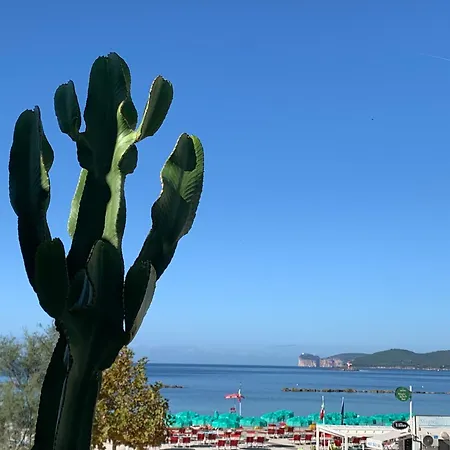 Cactus On The Apartment