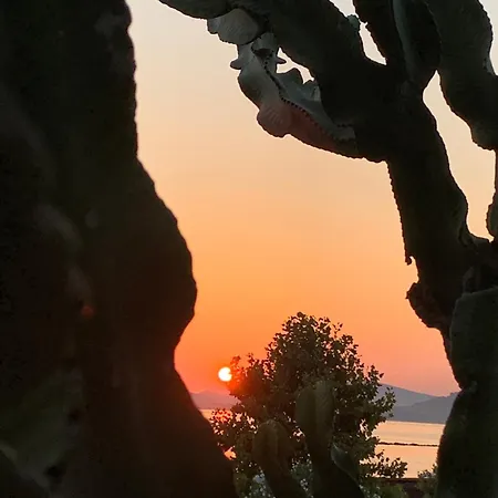 Cactus On The Apartmán *