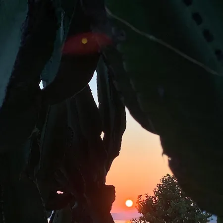 Cactus On The Apartment